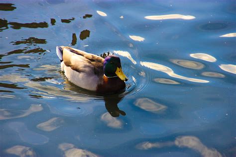 Free photo: Swimming duck - Bird, Closeup, Duck - Free Download - Jooinn