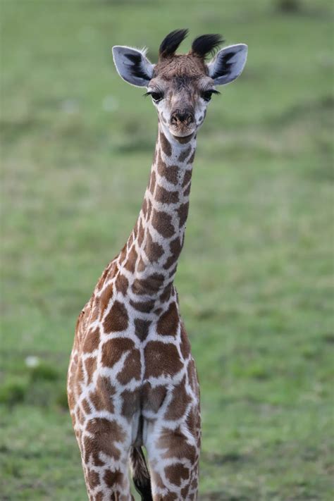 Baby Giraffe in Masai Mara | Smithsonian Photo Contest | Smithsonian ...