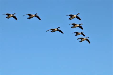 Canada Geese In Flight 3 Free Stock Photo - Public Domain Pictures