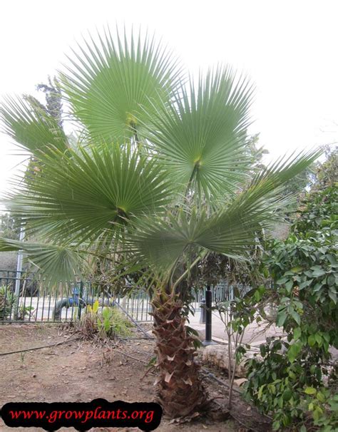 Washingtonia palm - How to grow & care