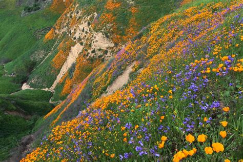 Chino Hills State Park In California | America's State Parks