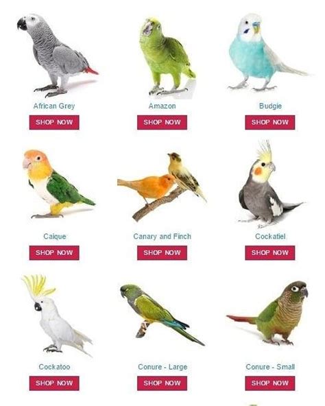 Pin by Mehdi Adj on birds in 2020 | Cute birds, Budgies, Pet names