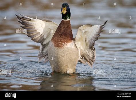 Dabbling Duck High Resolution Stock Photography and Images - Alamy