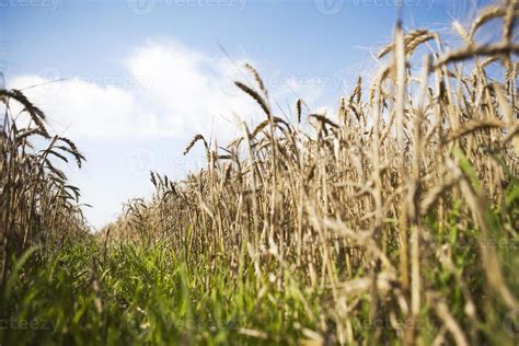 Wheat field 777228 Stock Photo at Vecteezy