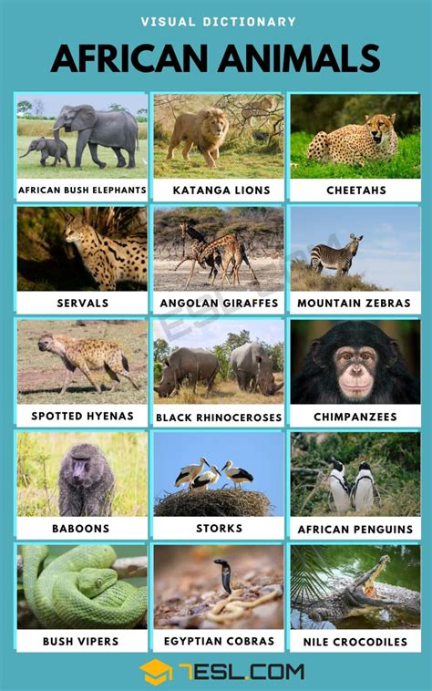 African Animals Names with Pictures • 7ESL