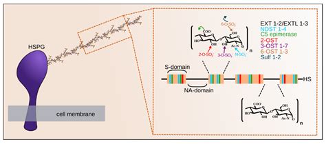 Molecules | Free Full-Text | Heparan Sulfate Proteoglycans Biosynthesis ...