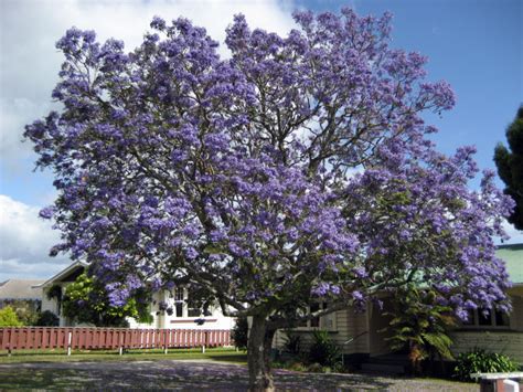 iconic Jacaranda Trees