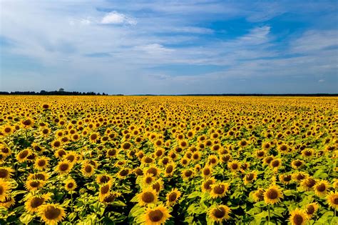 Ukraine's Symbolic Sunflowers Are Also One of Its Major Exports