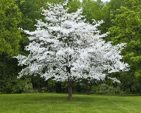 1 White Flowering Dogwood (cornus-florida) | White flowering trees, Backyard trees, Flowering trees