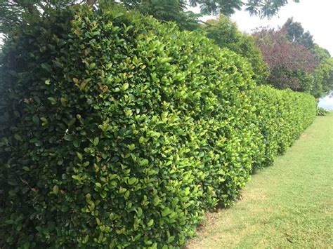 Viburnum Emerald Lustre 300mm pot | Hedging & Screening