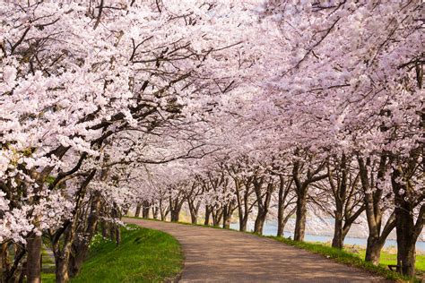 Walking the Cherry Blossom Path of Soka With Open Hearts - World Tribune