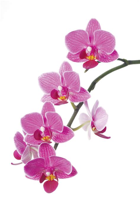 orchid - Clip Art Library