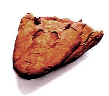 Tiktaalik - Wikipedia