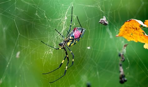 The Colorful Jorō Spider Invades the Southern US - Dave's Garden