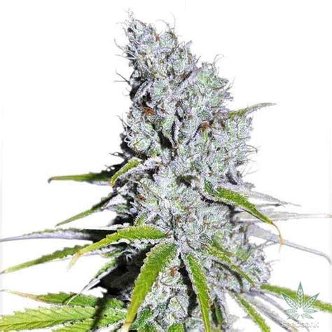 Zkittlez Weed Strain Seeds For Sale | Seed Bank