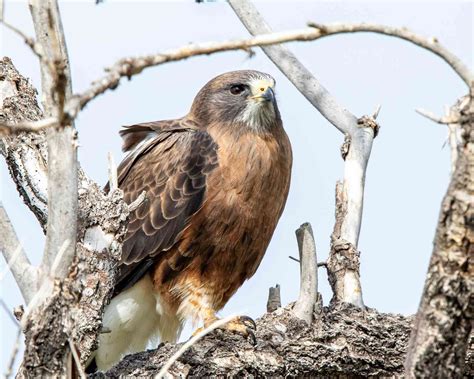 18 Magnificent Types of Hawks and Where to Find Them