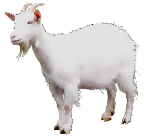 Goat Clipart Png Mountain Goat Clipart Got Mountain Goat Vector Png ...