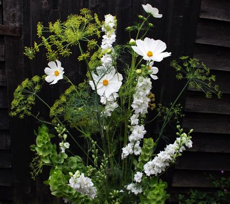 White Larkspur – Higgledy Garden