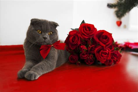 Kitty Celebrating Valentine Wallpapers - Wallpaper Cave