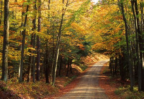 Autumn colors road Allegheny National Forest Photograph by Blair Seitz - Pixels