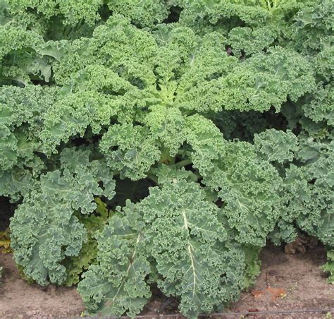 Kale - Wikipedia