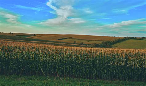 Cornfields Of Iowa Photograph by Mountain Dreams - Pixels