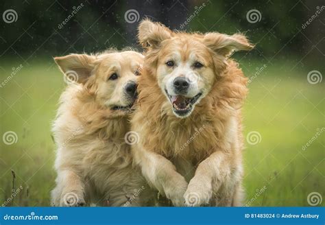 Golden Retrievers Playing stock photo. Image of animal - 81483024