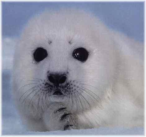 Baby Seal