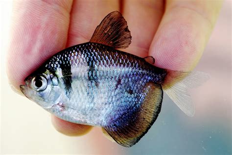 CHARACIDAE | Pybio Paraguay Biodiversidad