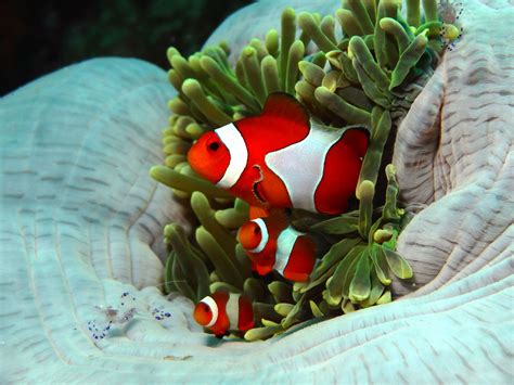 Taking Anemone Fish’s Photograph - Abyss Ocean World