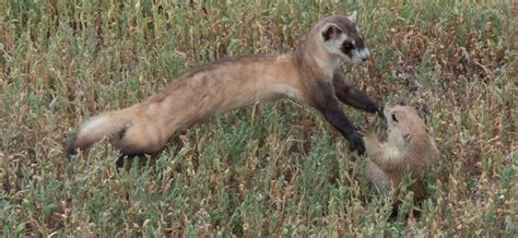 Species Profile - BLACKFOOTEDFERRET.ORG