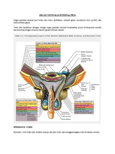 Anatomi Sistem Reproduksi Wanita Kelompok 7 Kelas 1b – Tips And Solution