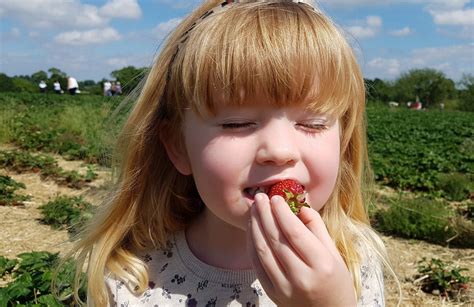 9 Berry Sweet Spots for U-Pick Strawberries