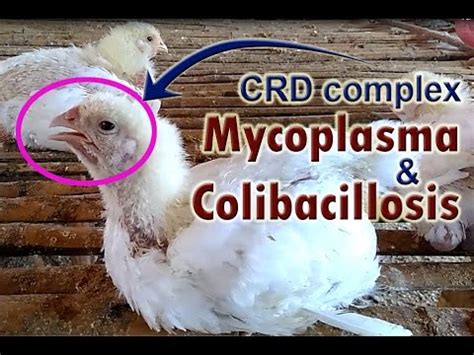 Mycoplasma Gallisepticum, Mycoplasma in Chickens, POULTRY DISEASES ...