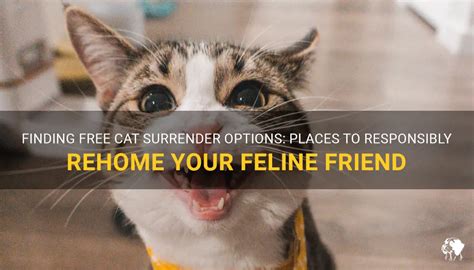 Finding Free Cat Surrender Options: Places To Responsibly Rehome Your Feline Friend | PetShun