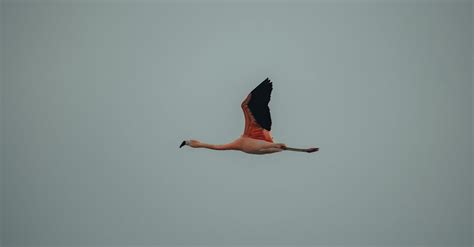 A Flamingo Flying · Free Stock Photo