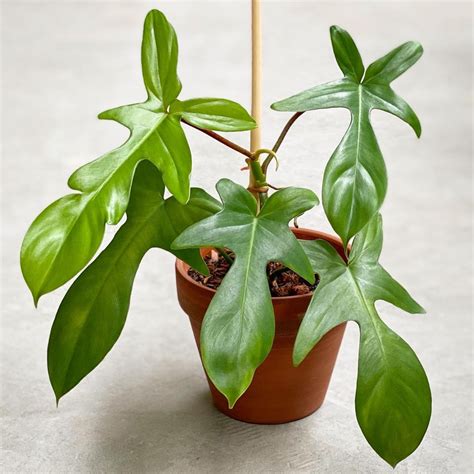 12 Types of Philodendron Plants