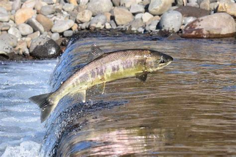 11 Characteristics of Salmon - Wildlife Informer