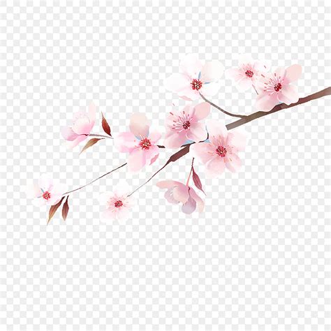 Japanese Cherry Blossom PNG Transparent, The Illustrations Of Japanese ...