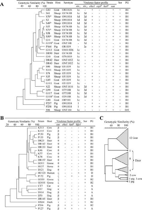 Genetic relatedness of pathogenic E. coli strains identified in this ...