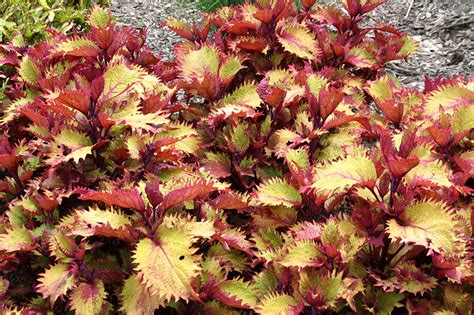 Wallpaper Leaf Coleus Flowers Closeup