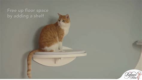 Modern Catemporary® Cat Corner and Shelf from The Refined Feline - YouTube