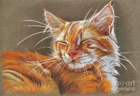 Sleeping Ginger Kitten Cc12-005 Drawing by Svetlana Ledneva-Schukina