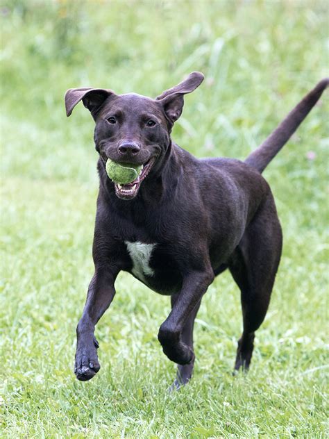 Boxer Lab Mix – Looking at the Beautiful Boxador Puppy