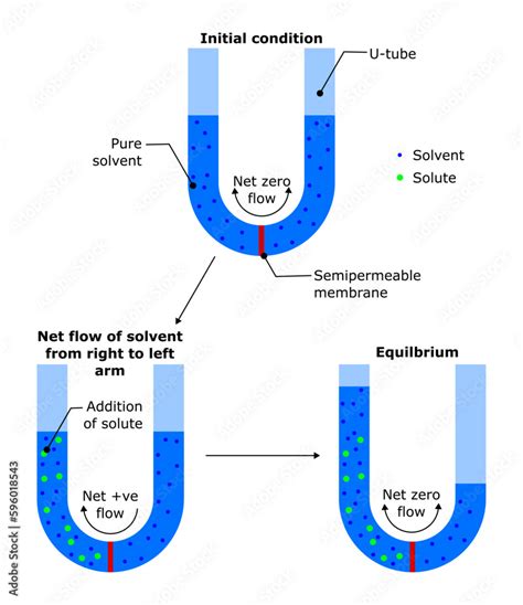 osmotic pressure osmosis reverse solvent solute solution net flow particle semipermeable ...