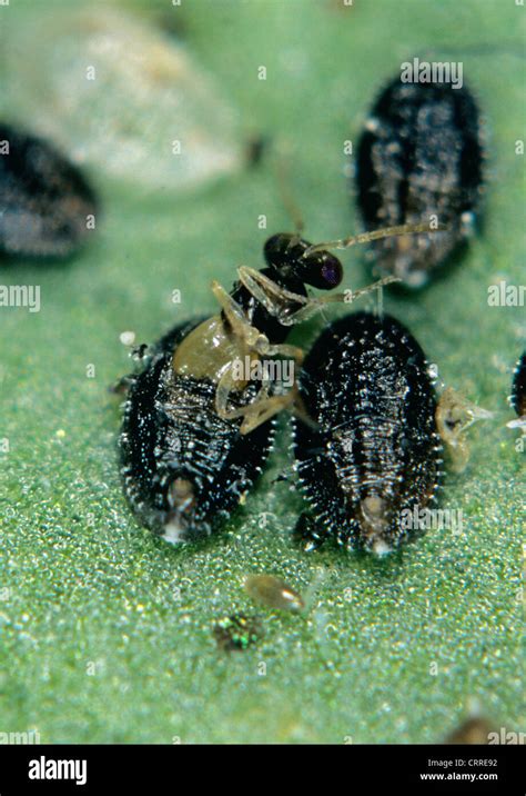 Parasitoid wasp Encarsia formosa emerging from parasitised whitefly ...