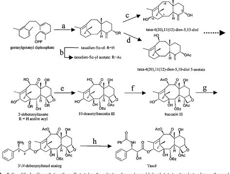 Figure 1 from The final acylation step in Taxol biosynthesis: Cloning ...