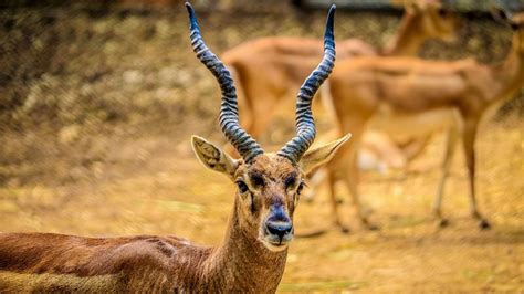 Bannerghatta National Park - Bannerghatta | Bannerghatta National Park ...