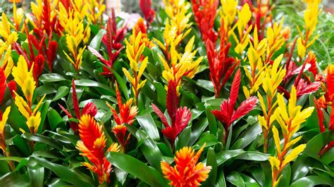 Bromeliad care and growing guide: expert houseplant tips | Homes & Gardens