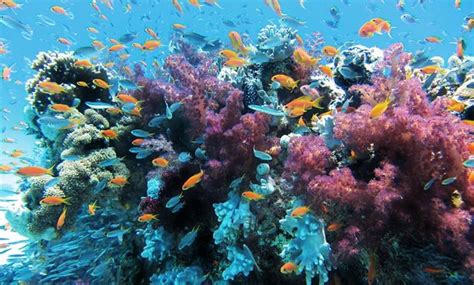 Red Sea Coral Reefs By Marcello Bertinetti | ubicaciondepersonas.cdmx ...